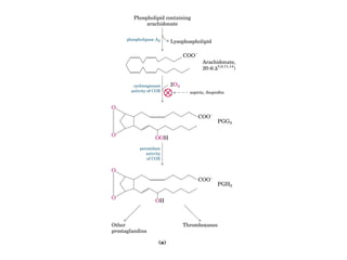 21 biosíntesis de lípidos