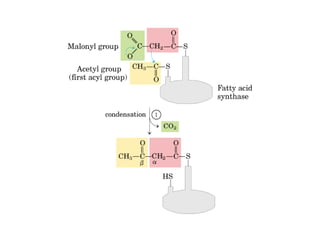21 biosíntesis de lípidos