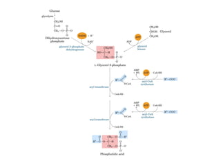 21 biosíntesis de lípidos