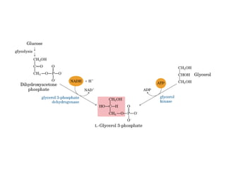 21 biosíntesis de lípidos