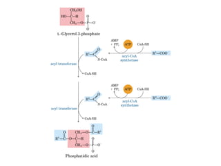 21 biosíntesis de lípidos