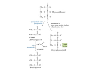 21 biosíntesis de lípidos