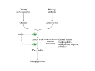 21 biosíntesis de lípidos