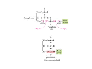 21 biosíntesis de lípidos