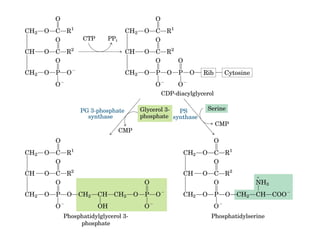 21 biosíntesis de lípidos