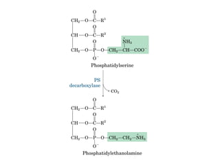 21 biosíntesis de lípidos