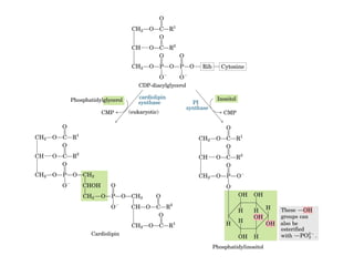 21 biosíntesis de lípidos