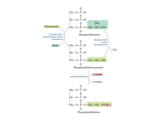 21 biosíntesis de lípidos