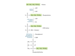 21 biosíntesis de lípidos
