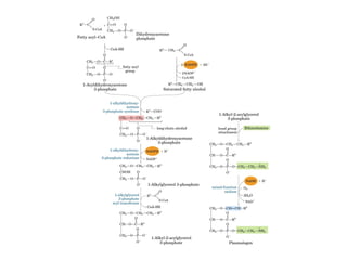 21 biosíntesis de lípidos
