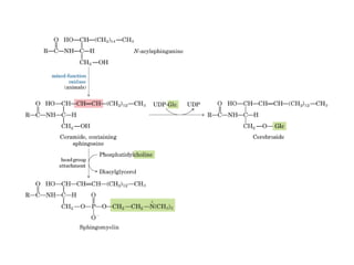 21 biosíntesis de lípidos