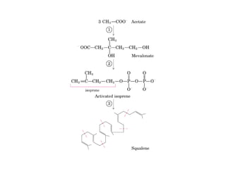 21 biosíntesis de lípidos