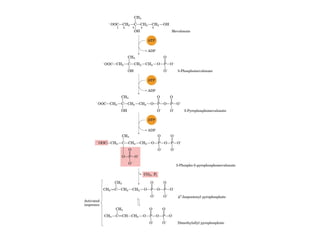 21 biosíntesis de lípidos