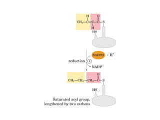 21 biosíntesis de lípidos