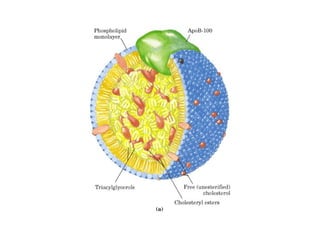 21 biosíntesis de lípidos