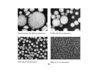 21 biosíntesis de lípidos