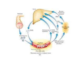 21 biosíntesis de lípidos