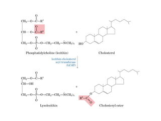 21 biosíntesis de lípidos