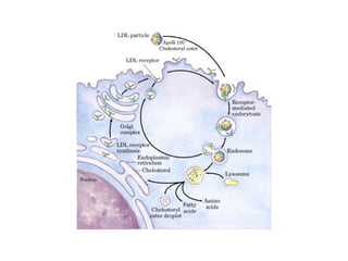 21 biosíntesis de lípidos