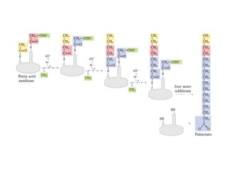 21 biosíntesis de lípidos