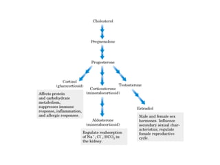 21 biosíntesis de lípidos