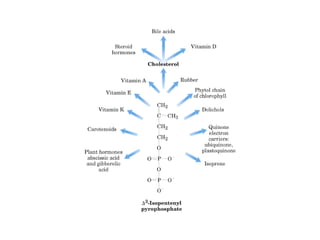 21 biosíntesis de lípidos