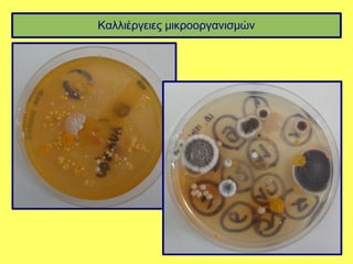 Καλλιέργειες μικροοργανισμών
 