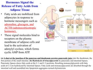 21BTC101T - Biochemistry -Unit - V.pptxx | PPTX