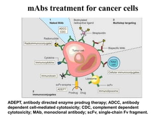 21BTC302J-UNIT 2 Immunology 2024 revised ed | PPTX