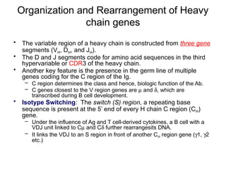Hypervariable Segment 21BTC302J-UNIT 2 Immunology 2024 revised ed | PPTX