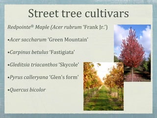Street tree cultivars
Redpointe® Maple (Acer rubrum ‘Frank Jr.’)
•Acer saccharum ‘Green Mountain’
•Carpinus betulus ‘Fastigiata’
•Gleditsia triacanthos ‘Skycole’
•Pyrus calleryana ‘Glen’s form’
•Quercus bicolor
 