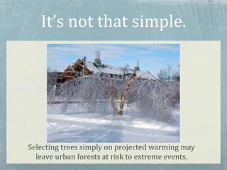 It’s not that simple.
Selecting trees simply on projected warming may
leave urban forests at risk to extreme events.
 