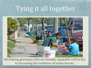 Tying it all together
Identifying genotypes that are broadly adaptable will be key
to increasing the resilience of urban forests.
 