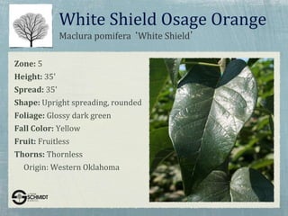 Maclura pomifera ‘White Shield’
White Shield Osage Orange
Zone: 5
Height: 35'
Spread: 35'
Shape: Upright spreading, rounded
Foliage: Glossy dark green
Fall Color: Yellow
Fruit: Fruitless
Thorns: Thornless
Origin: Western Oklahoma
 