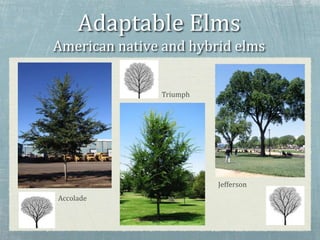 Adaptable Elms
American native and hybrid elms
Triumph
Jefferson
Accolade
 