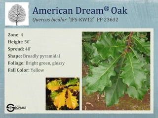 Quercus bicolor ‘JFS-KW12’ PP 23632
American Dream® Oak
Zone: 4
Height: 50'
Spread: 40'
Shape: Broadly pyramidal
Foliage: Bright green, glossy
Fall Color: Yellow
 