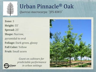 Quercus macrocarpa ‘JFS-KW3’
Urban Pinnacle® Oak
Zone: 3
Height: 55'
Spread: 25'
Shape: Narrow,
pyramidal to oval
Foliage: Dark green, glossy
Fall Color: Yellow
Fruit: Small acorn
Count on cultivars for
predictable performance
in urban settings
 