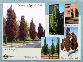 New Mexico
Fond du Lac, WI
Boulder, CO
Oklahoma City
Crimson Spire™ Oak
 