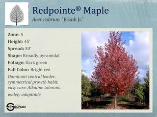 Acer rubrum ‘Frank Jr.’
Redpointe® Maple
Zone: 5
Height: 45'
Spread: 30'
Shape: Broadly pyramidal
Foliage: Dark green
Fall Color: Bright red
Dominant central leader,
symmetrical growth habit,
easy care. Alkaline tolerant,
widely adaptable
 