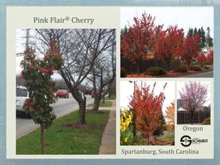 Pink Flair® Cherry
Spartanburg, South Carolina
Oregon
 