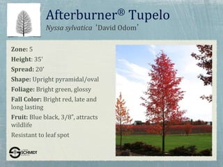 Nyssa sylvatica ‘David Odom’
Afterburner® Tupelo
Zone: 5
Height: 35'
Spread: 20'
Shape: Upright pyramidal/oval
Foliage: Bright green, glossy
Fall Color: Bright red, late and
long lasting
Fruit: Blue black, 3/8”, attracts
wildlife
Resistant to leaf spot
 