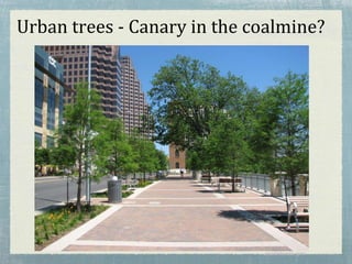 Urban trees - Canary in the coalmine?
austintexas.gov
 