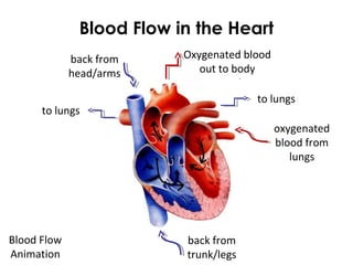 Blood Flow in the Heart
Oxygenated blood
out to body
back from
trunk/legs
back from
head/arms
oxygenated
blood from
lungs
to lungs
to lungs
Blood Flow
Animation
 