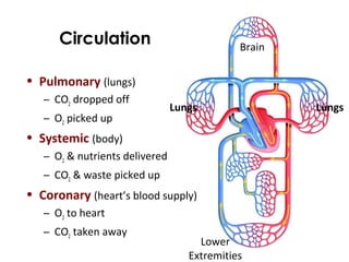Circulation
Lungs Lungs
Lower
Extremities
Brain
• Pulmonary (lungs)
– CO2 dropped off
– O2 picked up
• Systemic (body)
– O2 & nutrients delivered
– CO2 & waste picked up
• Coronary (heart’s blood supply)
– O2 to heart
– CO2 taken away
 