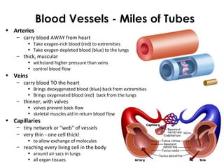Blood Vessels - Miles of Tubes
• Arteries
– carry blood AWAY from heart
• Take oxygen-rich blood (red) to extremities
• Take oxygen-depleted blood (blue) to the lungs
– thick, muscular
• withstand higher pressure than veins
• control blood flow
• Veins
– carry blood TO the heart
• Brings deoxygenated blood (blue) back from extremities
• Brings oxygenated blood (red) back from the lungs
– thinner, with valves
• valves prevent back-flow
• skeletal muscles aid in return blood flow
• Capillaries
– tiny network or "web" of vessels
– very thin - one cell thick!
• to allow exchange of molecules
– reaching every living cell in the body
• around air sacs in lungs
• all organ tissues
 