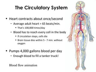The Circulatory System
• Heart contracts about once/second
– Average adult heart = 65 beats/min.
• That's 100,000 times/day
– Blood has to reach every cell in the body
• If circulation stops, cells die
• Brain tissue dies within 5 - 7 min. without
oxygen
• Pumps 4,000 gallons blood per day
– Enough blood to fill a tanker truck!
Blood flow animation
 