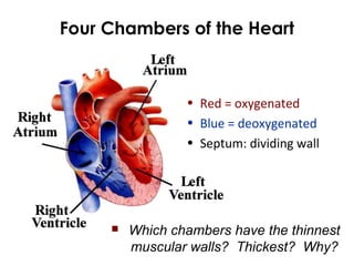 Four Chambers of the Heart
• Red = oxygenated
• Blue = deoxygenated
• Septum: dividing wall
 Which chambers have the thinnest
muscular walls? Thickest? Why?
 