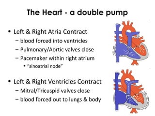 The Heart - a double pump
• Left & Right Atria Contract
– blood forced into ventricles
– Pulmonary/Aortic valves close
– Pacemaker within right atrium
• “sinoatrial node”
• Left & Right Ventricles Contract
– Mitral/Tricuspid valves close
– blood forced out to lungs & body
 