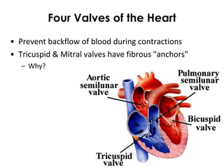 Four Valves of the Heart
• Prevent backflow of blood during contractions
• Tricuspid & Mitral valves have fibrous "anchors"
– Why?
 