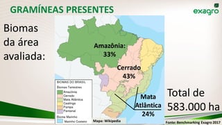 GRAMÍNEAS PRESENTES
Biomas
da área
avaliada:
Total de
583.000 ha
Amazônia:
33%
Cerrado
43%
Mata
Atlântica
24%
Fonte: Benchmarking Exagro 2017Mapa: Wikipedia
 